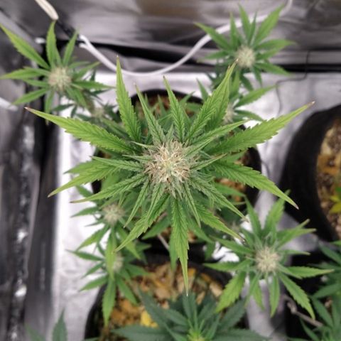 London Cheese XXL Auto #1 growlog timeline photo