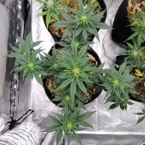 London Cheese XXL Auto #2 growlog timeline photo