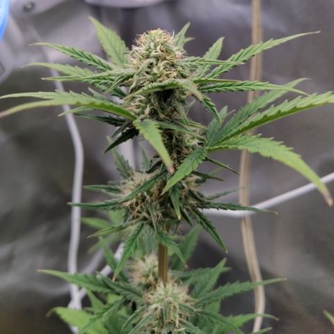 London Cheese XXL Auto #1 growlog timeline photo