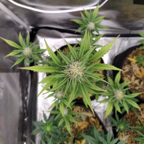 London Cheese XXL Auto #1 growlog timeline photo