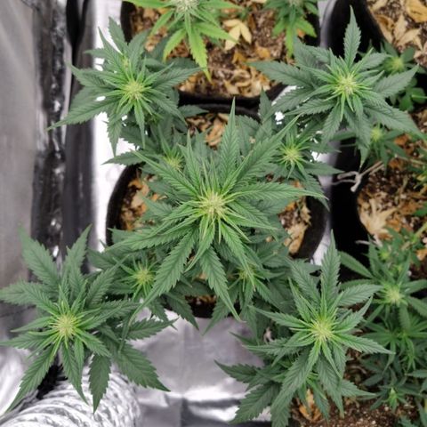 London Cheese XXL Auto #2 growlog timeline photo