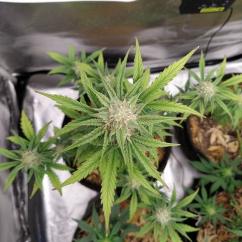 London Cheese XXL Auto #1 growlog timeline photo
