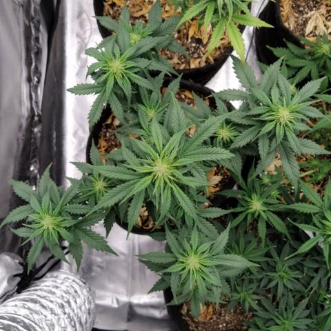 London Cheese XXL Auto #2 growlog timeline photo