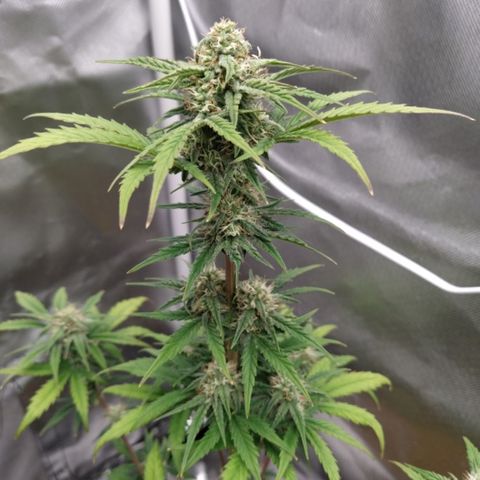 London Cheese XXL Auto #1 growlog timeline photo