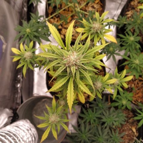 London Cheese XXL Auto #1 growlog timeline photo