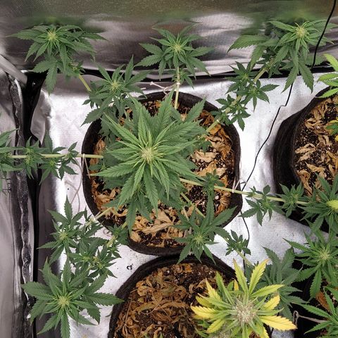 London Cheese XXL Auto #2 growlog timeline photo