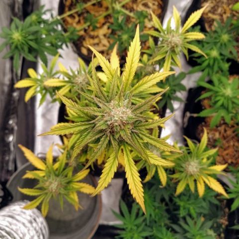 London Cheese XXL Auto #1 growlog timeline photo