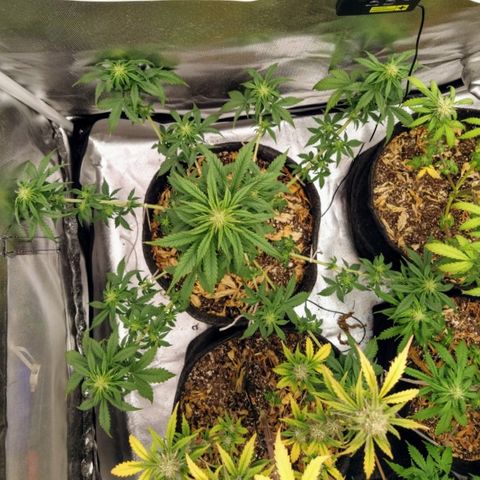 London Cheese XXL Auto #2 growlog timeline photo