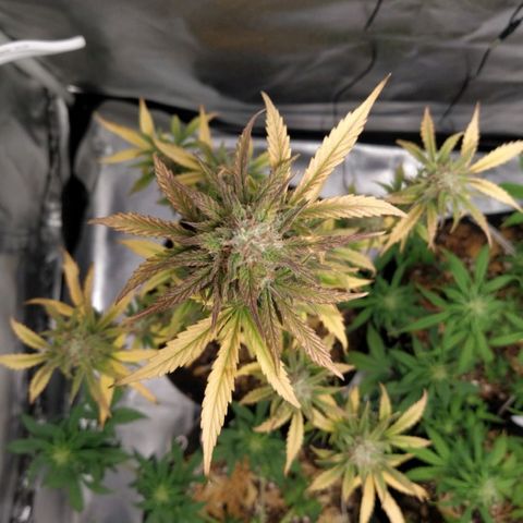 London Cheese XXL Auto #1 growlog timeline photo