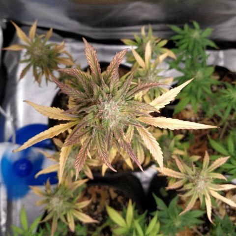 London Cheese XXL Auto #1 growlog timeline photo