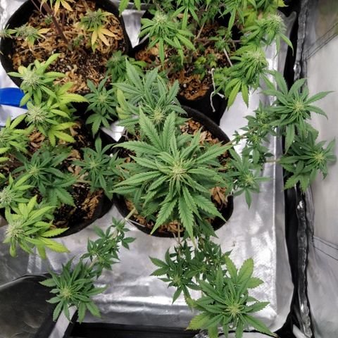London Cheese XXL Auto #2 growlog timeline photo