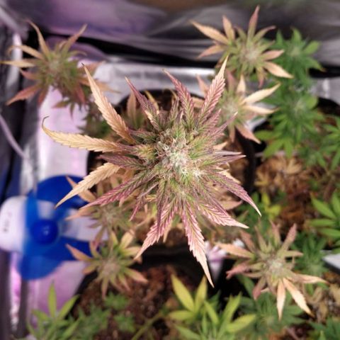 London Cheese XXL Auto #1 growlog timeline photo