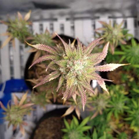 London Cheese XXL Auto #1 growlog timeline photo