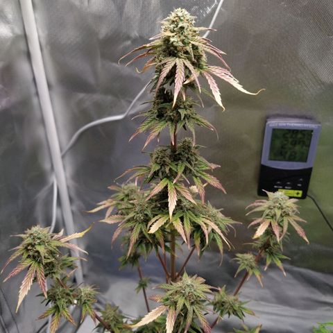 London Cheese XXL Auto #1 growlog timeline photo