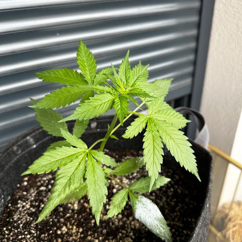 Blue Cheese #1 growlog timeline photo