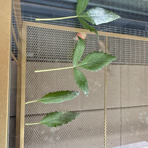 Blue Cheese #1 growlog photo: Trimmed the first undeveloped leafs and started LST. 