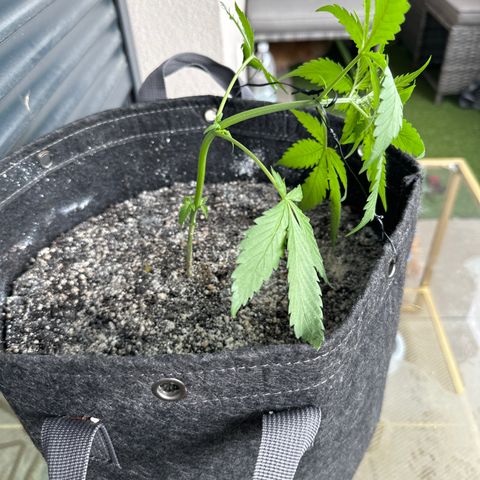 Blue Cheese #1 growlog photo: Trimmed the first undeveloped leafs and started LST. 