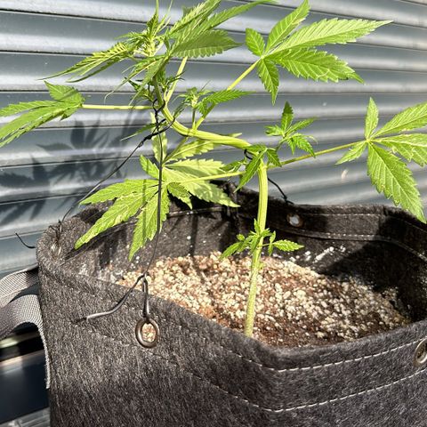 Blue Cheese #1 growlog timeline photo