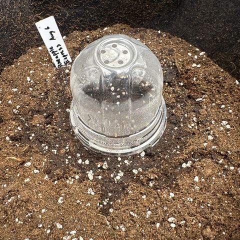 Pineapple Express growlog photo: Seedlings still under soil