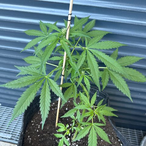 Blue Cheese #1 growlog timeline photo