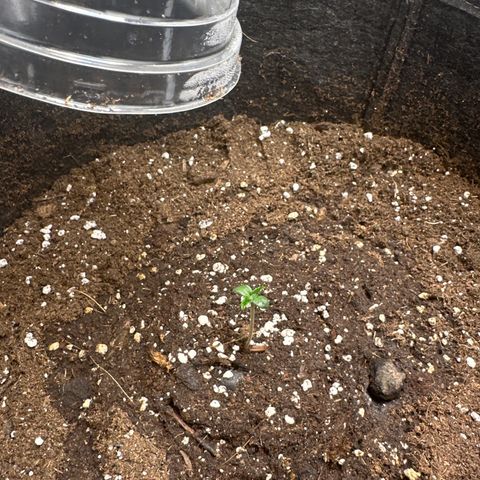 Blue Cheese #2 growlog timeline photo