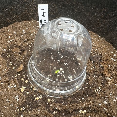 Pineapple Express growlog timeline photo