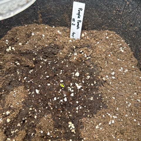 Purple Punch #3 growlog timeline photo