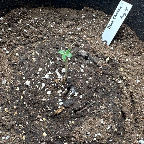 Blue Cheese #2 growlog timeline photo