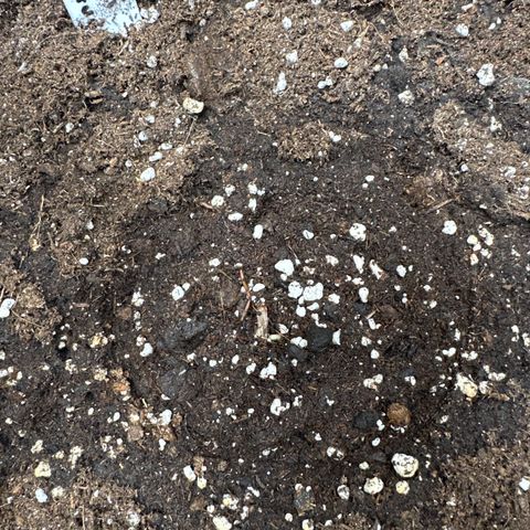 Purple Punch #1 growlog photo: You can just barely see him rising through the soil.