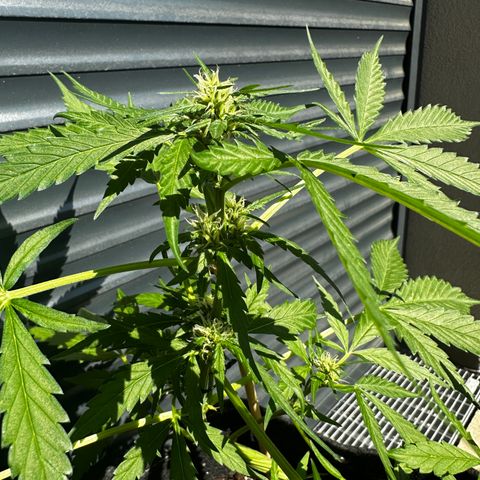 Blue Cheese #1 growlog timeline photo
