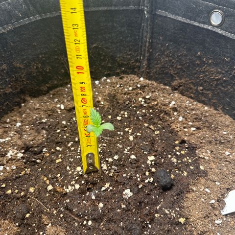 Blue Cheese #2 growlog timeline photo