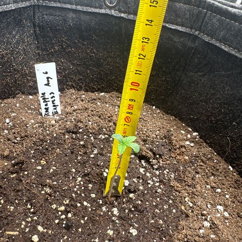 Pineapple Express growlog timeline photo