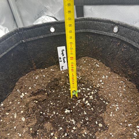 Purple Punch #3 growlog timeline photo