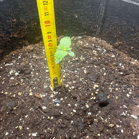 Blue Cheese #2 growlog timeline photo