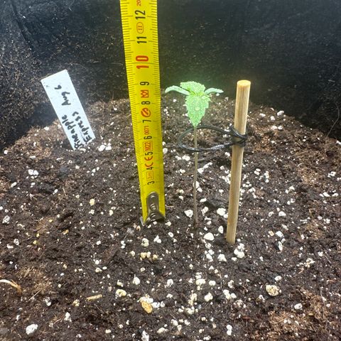 Pineapple Express growlog photo: Seedling fell over during water