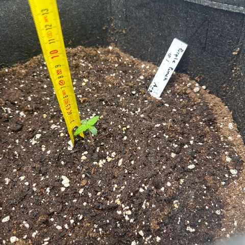 Purple Punch #1 growlog timeline photo