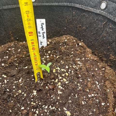 Purple Punch #3 growlog timeline photo
