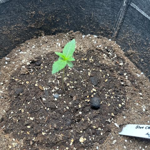 Blue Cheese #2 growlog timeline photo
