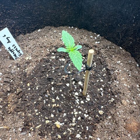 Pineapple Express growlog timeline photo