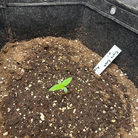 Purple Punch #1 growlog timeline photo