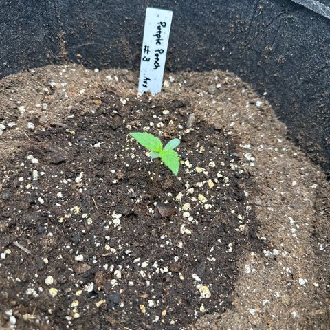 Purple Punch #3 growlog timeline photo