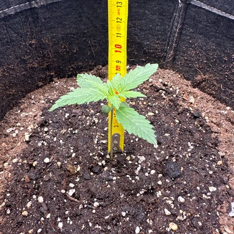 Blue Cheese #2 growlog timeline photo