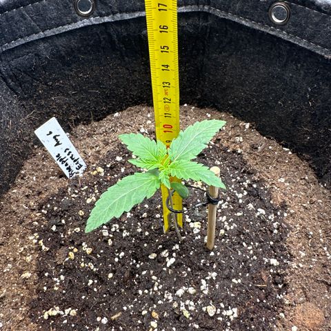 Pineapple Express growlog timeline photo
