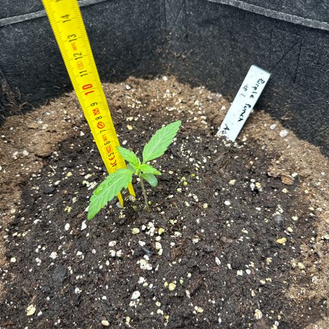 Purple Punch #1 growlog timeline photo