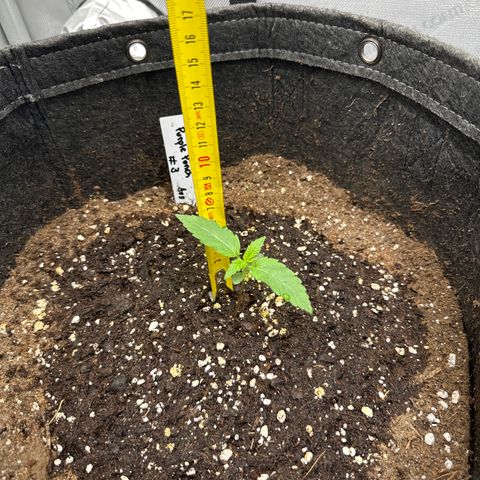 Purple Punch #3 growlog timeline photo