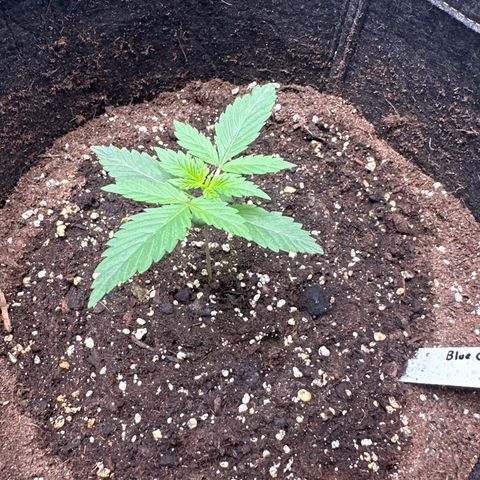 Blue Cheese #2 growlog timeline photo
