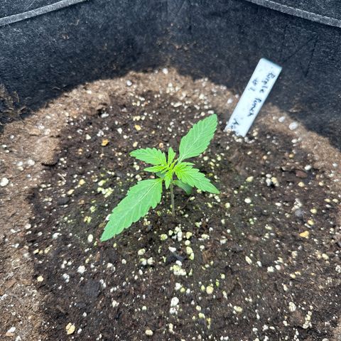 Purple Punch #1 growlog timeline photo
