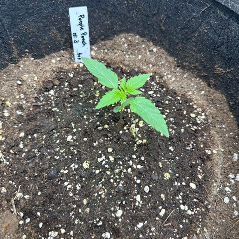 Purple Punch #3 growlog timeline photo