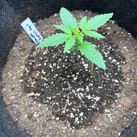 Pineapple Express growlog timeline photo