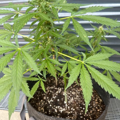 Blue Cheese #1 growlog timeline photo